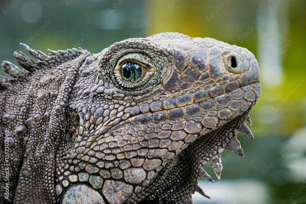 Obraz premium Close-up of an iguana's textured skin and eye detail in the Galapagos Islands