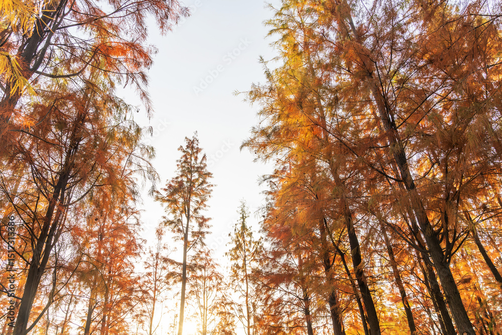 Fototapeta premium Beautiful colorful forest landscape in autumn season
