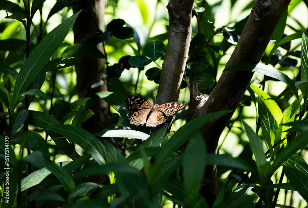 Obraz premium Butterfly with Eye Spots Sunlit on Tree Trunk