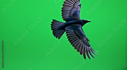 Black crow in flight against a green screen background