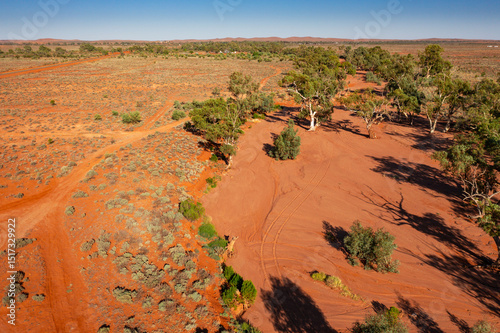 River gums along a dry creek in dry outback landscape
