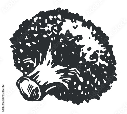 Broccoli lies on the table. Vector sketch of cabbage, imitation of old engraving technique, ink drawing. Black and white drawing of cauliflower with leaves on a white background.