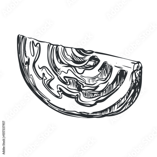 Vector sketch of a piece of cabbage head. Drawn vegetable, imitation of old engraving technique. Black and white drawing of healthy farm product on white background.