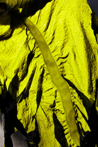 Seaweed, wakame photo
