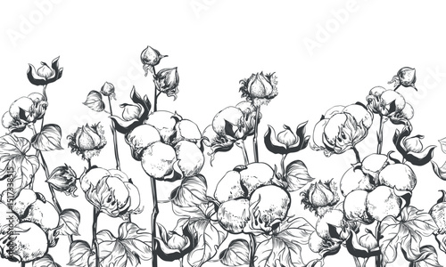 Vector sketch of cotton field. Seamless horizontal pattern in black ink on white background. Cotton leaves and flowers, detailed farm illustration in engraving style. Design for textile.