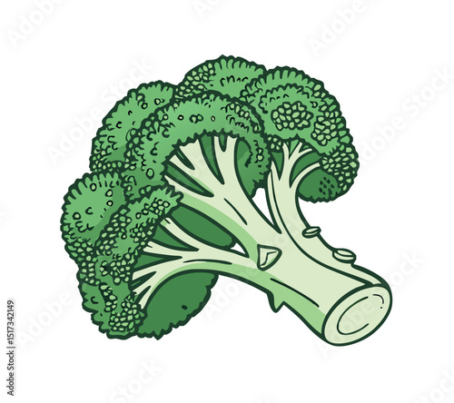 Fresh green broccoli illustration isolated on white background representing healthy eating
