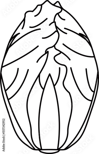 シンプルですっきりした白菜の線画