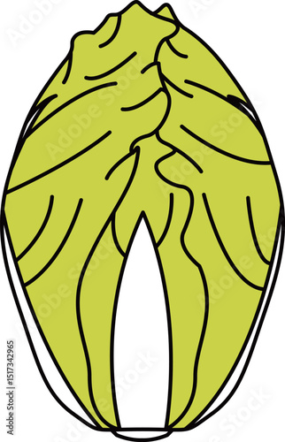 フラットカラーで描かれた白菜のイラスト