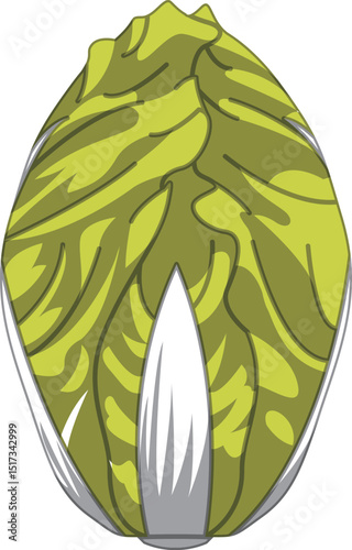 リアルな影付き白菜のベクターイラスト