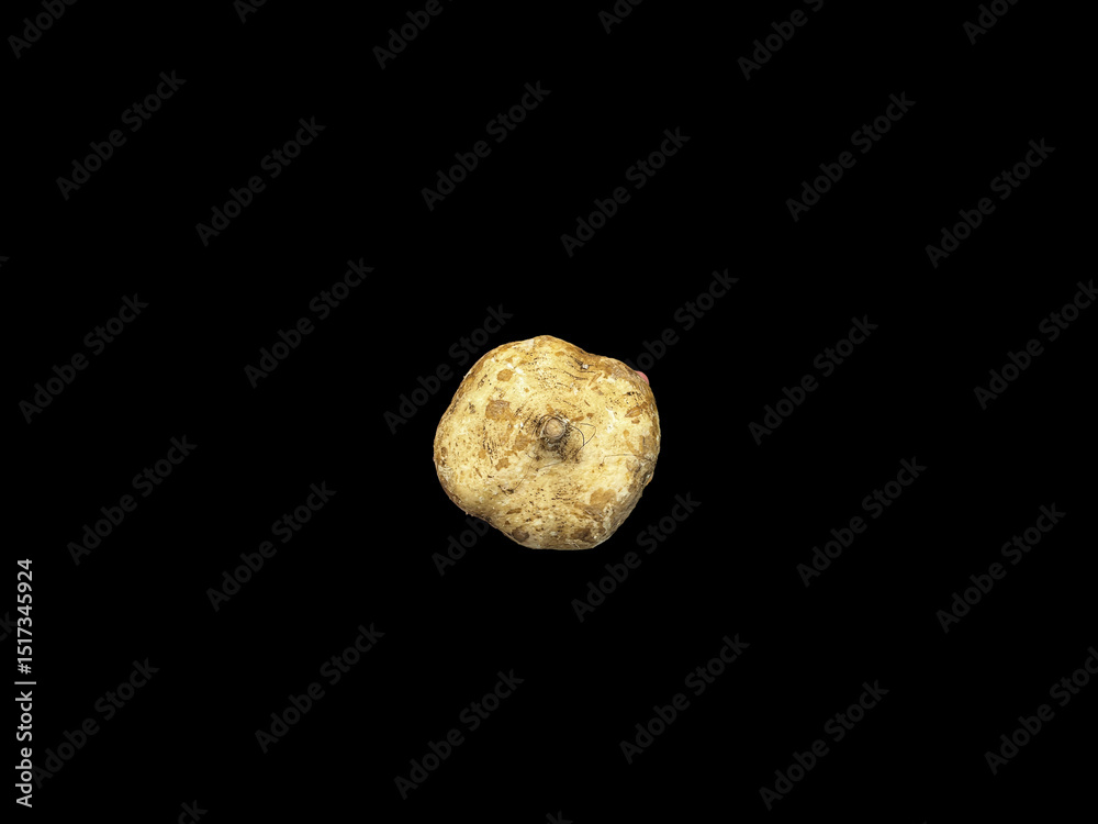 Fototapeta premium Jicama (Pachyrhizus erosus) is a tuber that is rich in nutrients and is often used as a food ingredient or natural skin care.