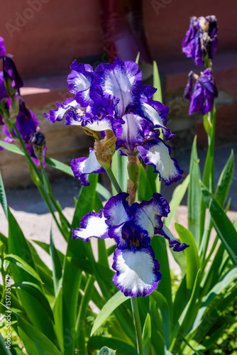 Wallpaper Mural Flowers in the garden. High quality photo Torontodigital.ca