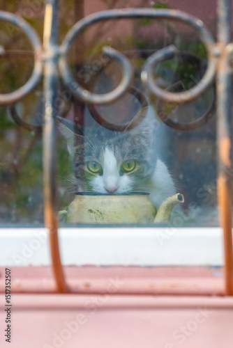 Wallpaper Mural Cat in the window. High quality photo Torontodigital.ca