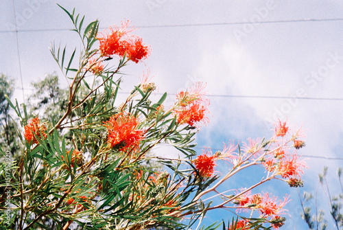 Grevillea Sylvia
 photo