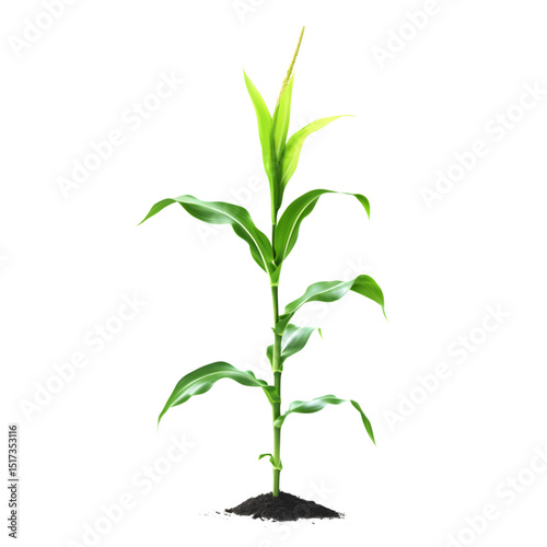 Young corn plant sprout isolated on transparent background