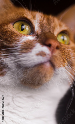 Funny cat face with yellow eyes close up view