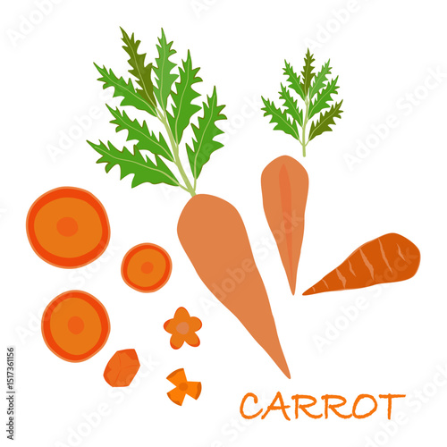 cCarrots Hand drawn set Colorful carrots clip art symbol collection Vector illustration