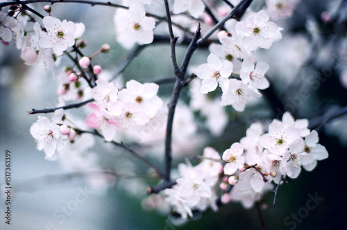 Spring blossom photo