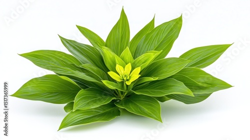 Wallpaper Mural Vibrant Green Plant with Yellow Flower Torontodigital.ca