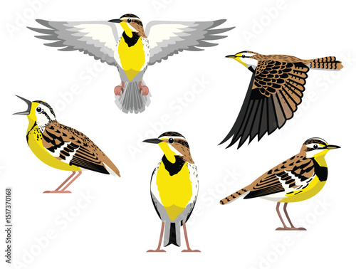 Bird Western Meadowlark Various Poses Fly Cartoon Vector