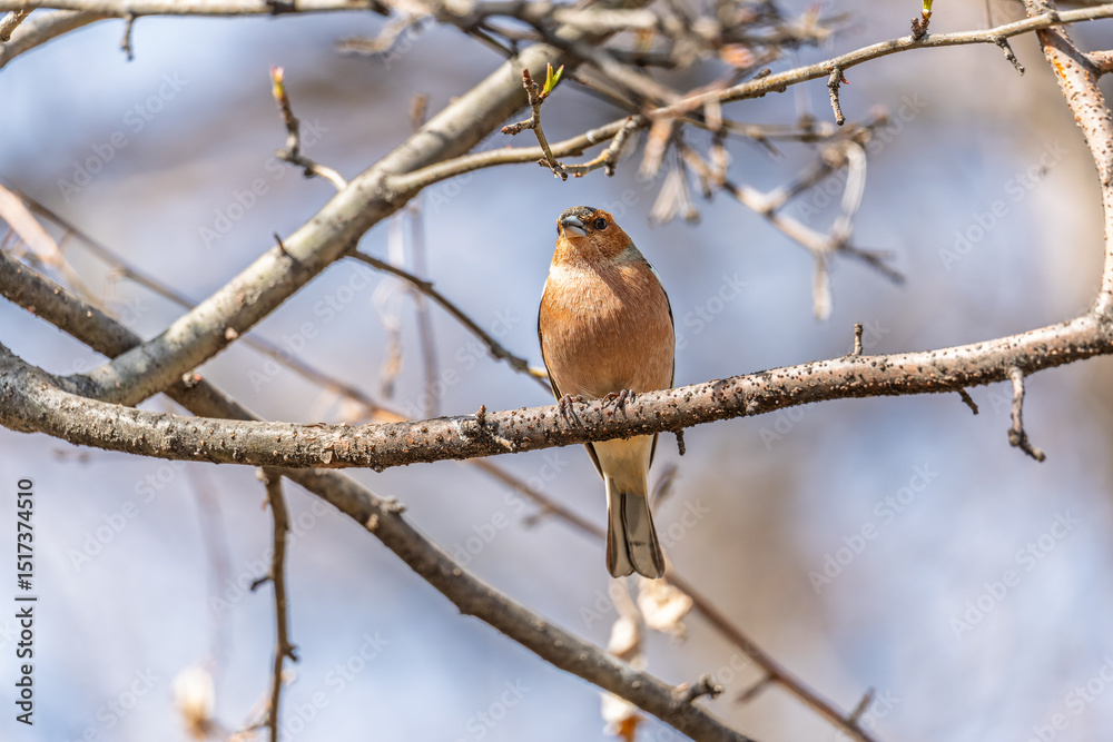 Common chaffinch, Fringilla coelebs, sits on a tree. Common chaffinch in wildlife. Common chaffinch, Fringilla coelebs, sits on a tree. Common chaffinch in wildlife.