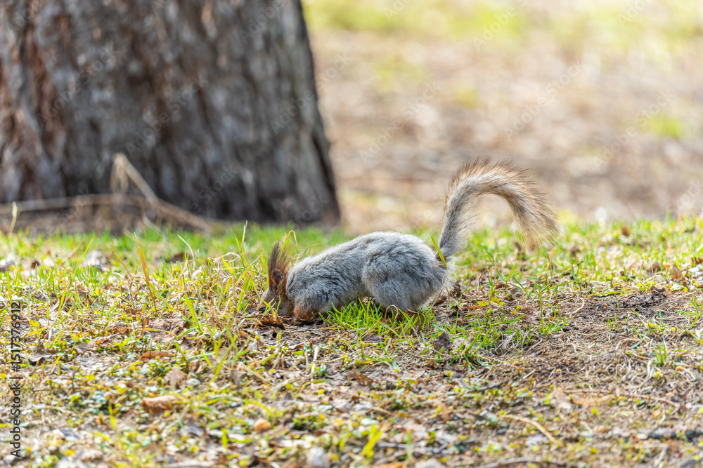 Obraz premium Squirrel in autumn or spring with nut on the green grass with fallen yellow leaves