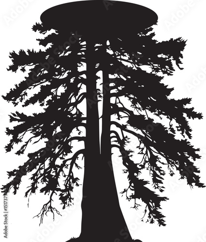 Redwood tree black silhouette vector
