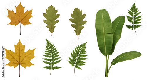 Vibrant Autumn Maple Leaves Oak Leaves and Lush Green Ferns Banana Leaves Botanical Collection