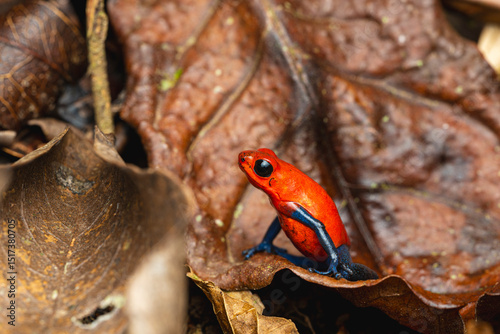 Strawberry frog on dry forest floor photo