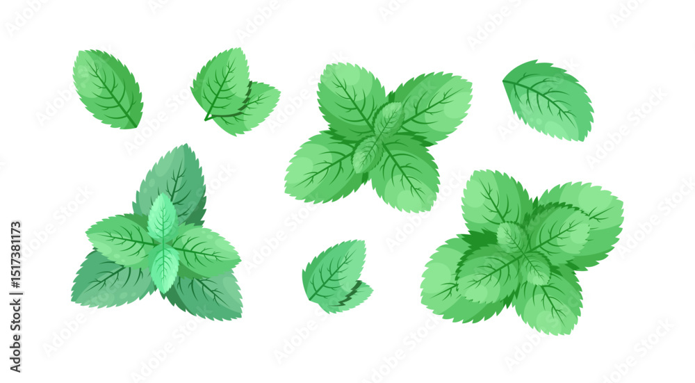 Minimalistic Mint Leaves or Mint Leaf Peppermint, Mint Flavour or Mint Logo Herb Nature Botanical in Vector Illustration Minimalistic Mint Leaves or Mint Leaf Peppermint, Mint Flavour or Mint Logo Herb Nature Botanical in Vector Illustration