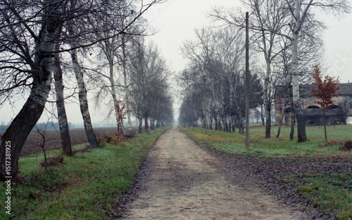 Alley with nude trees in the countryside