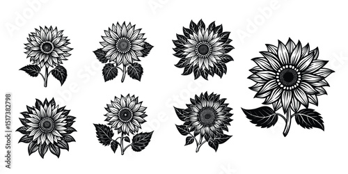 sunflower, hand drawn sunflowers, black and white sunflower sketch, detailed sunflower illustrations, botanical sunflower drawings, monochrome sunflower silhouettes, sketched sunflower elements, sunfl