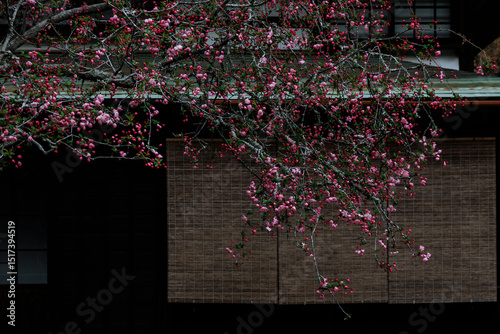 Crabapple Blossoms and Japanese Architecture. photo