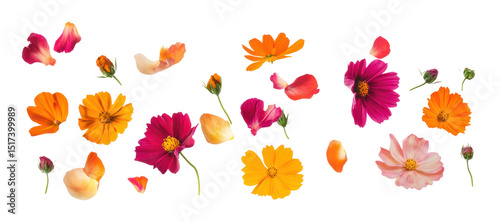 Fototapeta Naklejka Na Ścianę i Meble -  PNG Flower petals group flowers nature arrangement.