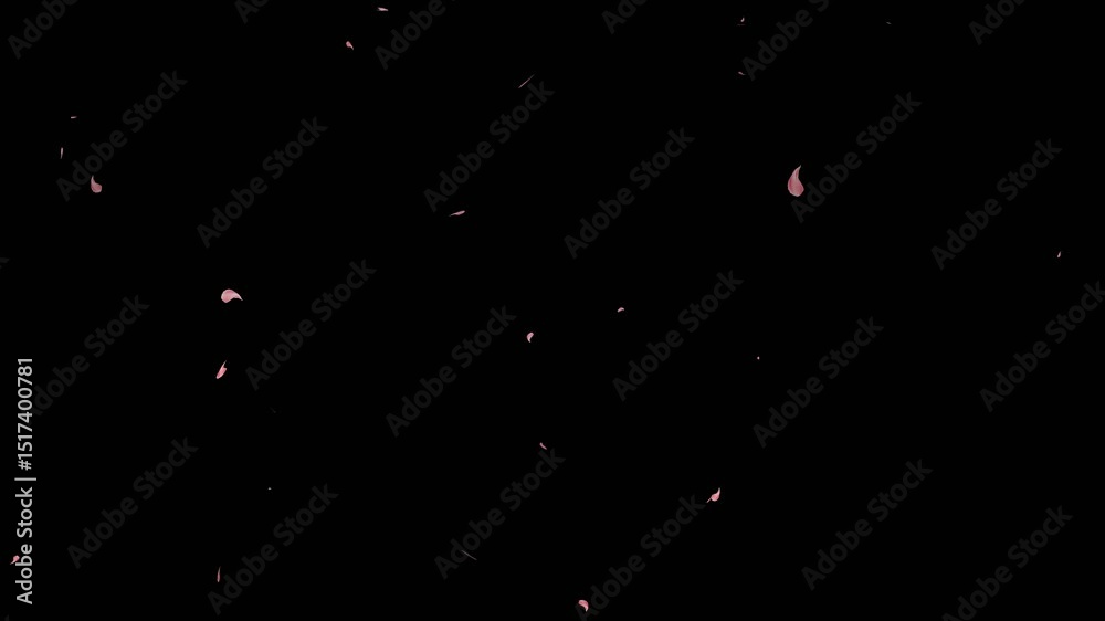 cherry blossom falling, Floating floral petals and drifting pink rose petals falling on black screen transparent background. Seamlessly soft floral cherry blossom spray and cherry blossom slow fall.
