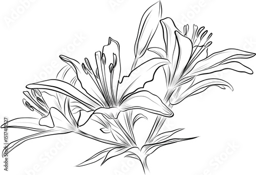 Bouquet of blooming lilies hand drawn vector