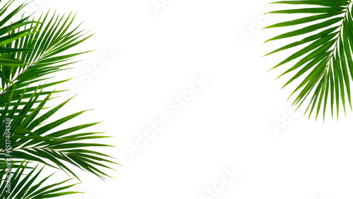 Palm leaf frame isolated on transparent background