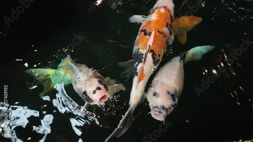 Top view slow motion footage of Colorful koi fish swimming in clear water outdoors. kohaku or Japanese Koi Kohaku Fish, Aquatic animals for raising beauty
