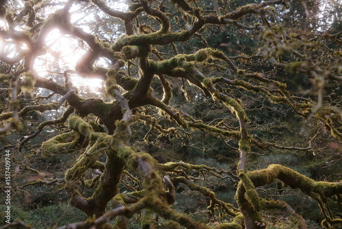Tree covered in moss in sunlight
