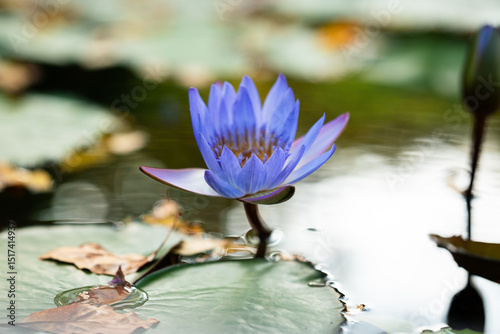 Close-up of blooming purple water lily