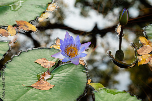 Purple water lily blooming on lily pad in pond photo