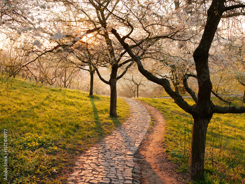 A winding pathway through trees in blossom