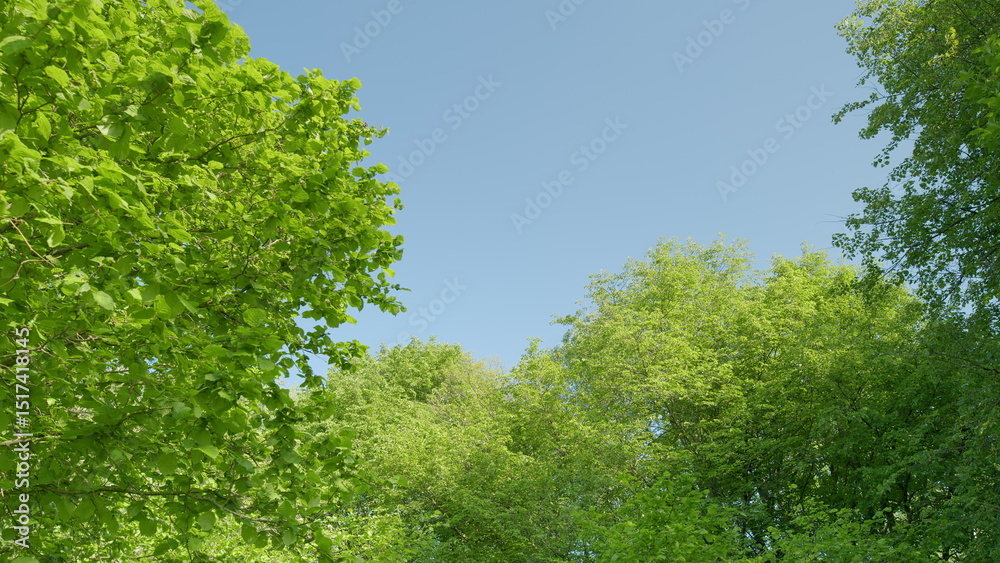 A Serene and Peaceful Canopy of Lush, Vibrant Green Trees Beneath a Clear and Beautiful Sky Above A Serene and Peaceful Canopy of Lush, Vibrant Green Trees Beneath a Clear and Beautiful Sky Above