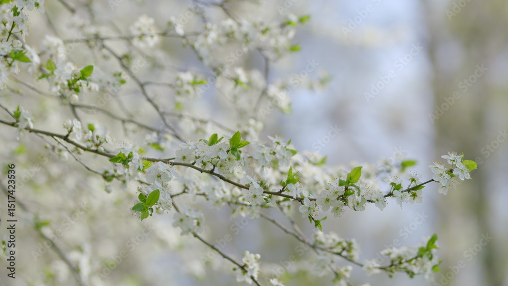 In the delightful season of spring, delicate and beautiful blossoms adorn branches in nature In the delightful season of spring, delicate and beautiful blossoms adorn branches in nature