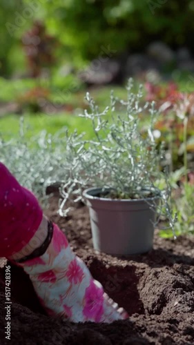 Vertical video. Gardener digs a hole in a bed to plant a Calocephalus bush. Gardener plants spring plants in a bed. Silver-colored plant. Gardening in spring.
