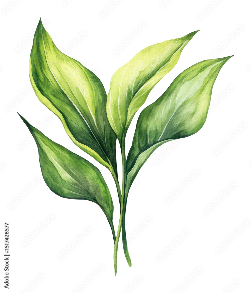 Obraz premium PNG Lily leave illustration watercolor botanical.