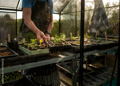 Female gardener working in a domestic greenhouse. photo