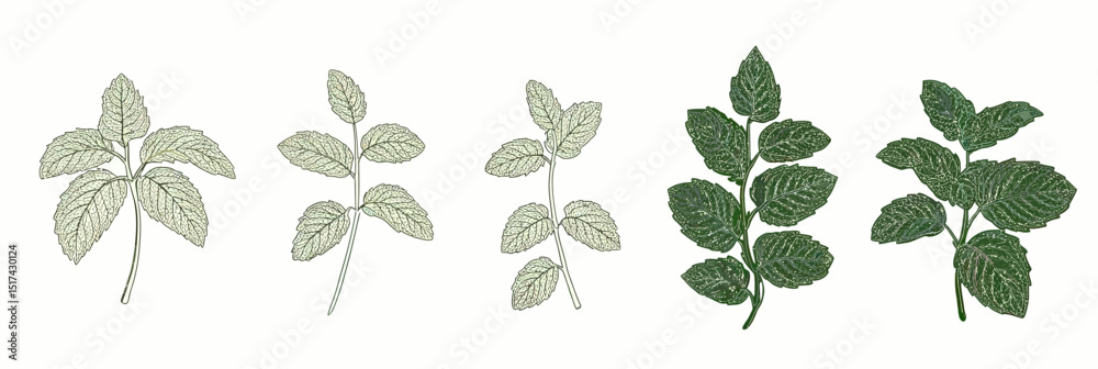 Vector illustration of mint leaves in various growth stages with detailed veins and minimalist flat design for herbal and botanical use Vector illustration of mint leaves in various growth stages with detailed veins and minimalist flat design for herbal and botanical use