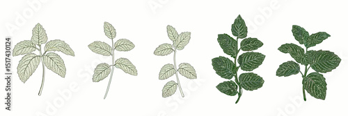 Vector illustration of mint leaves in various growth stages with detailed veins and minimalist flat design for herbal and botanical use