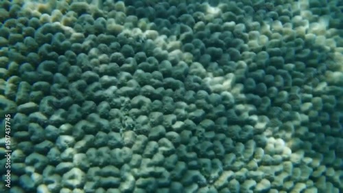 Underwater view of vibrant coral reef teeming with marine life in a serene ocean setting photo