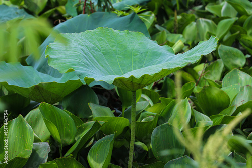 Large Lotus Leaf Standing Tall Among Dense Aquatic Green Foliage In Pond